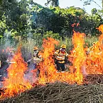 Brigadas do Pantanal recebem treinamento para uso do fogo controlado