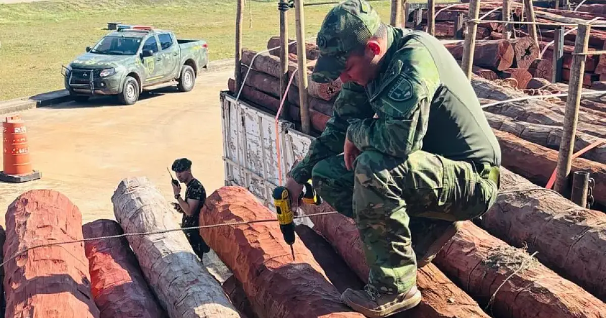 Operação internacional intercepta até 50 toneladas de cocaína líquida em carga de madeira