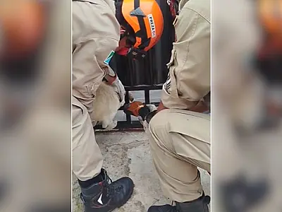 Bombeiros resgatam cachorro preso em grade de portão no Nova Corumbá