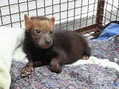 Filhote de cachorro-vinagre resgatado representa um marco na conservação da espécie