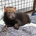 Filhote de cachorro-vinagre resgatado representa um marco na conservação da espécie